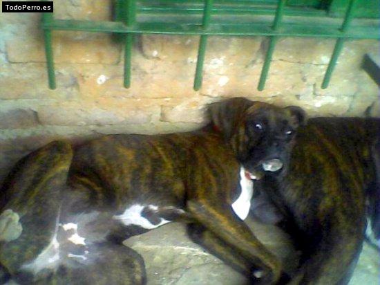 Foto del perro Rocio