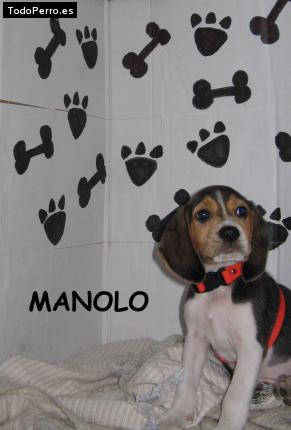 Foto del perro Manolo