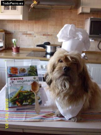 Foto del perro Txispas