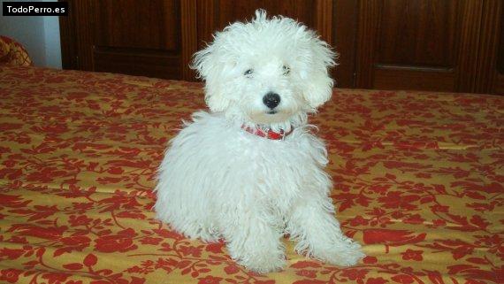 Foto del perro Teo
