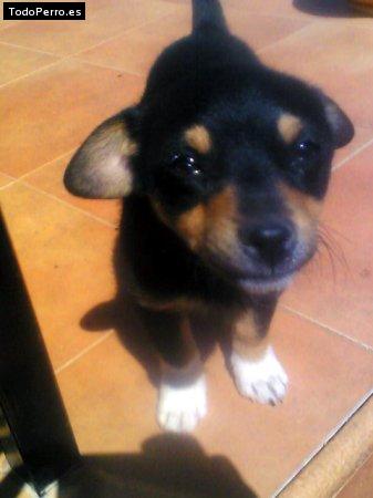 Foto del perro Blues