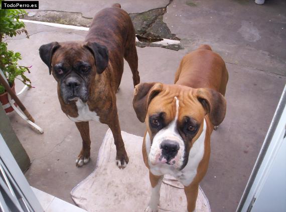 Foto del perro Yolanda y greta