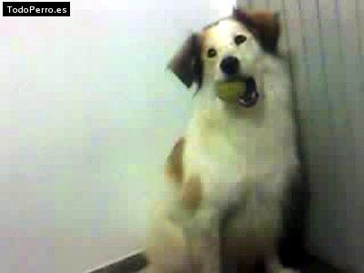 Foto del perro Tom