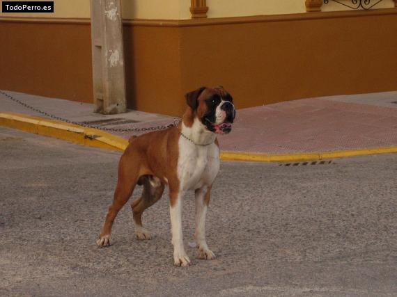 Foto del perro Yago