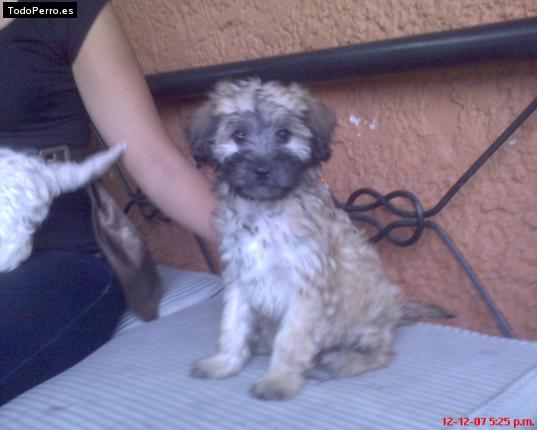 Foto del perro Chiquilin