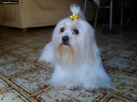 Foto del perro Estrella