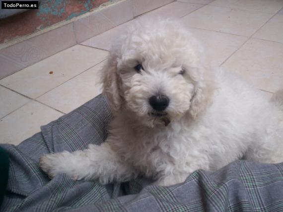 Foto del perro Snoopy