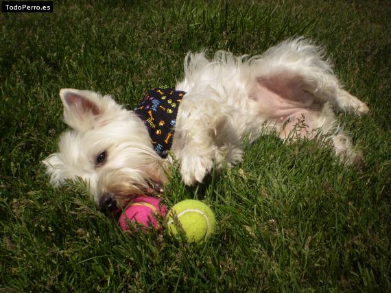 Foto del perro Akina