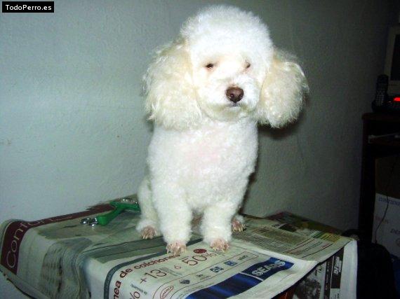 Foto del perro Roxye