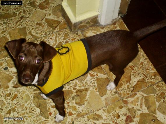 Foto del perro Terry