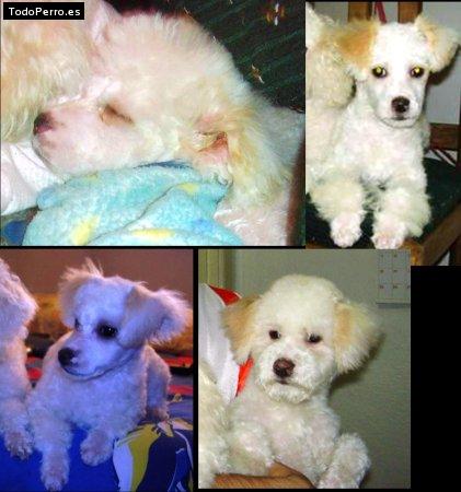 Foto del perro Woody