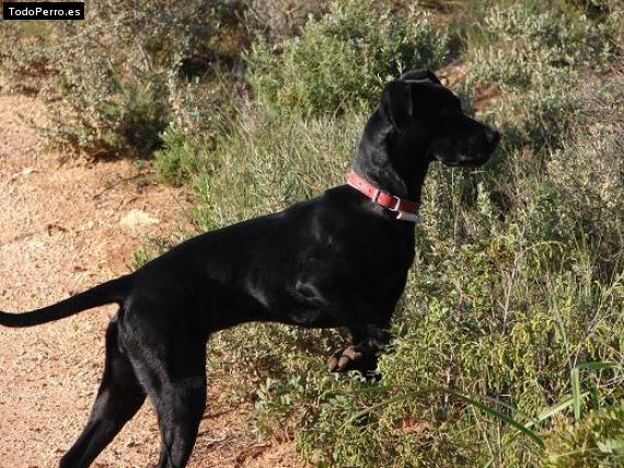 Foto del perro Luni