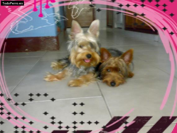 Foto del perro Fiona y snnoopy