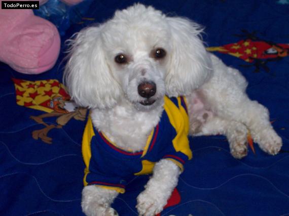 Foto del perro Tob