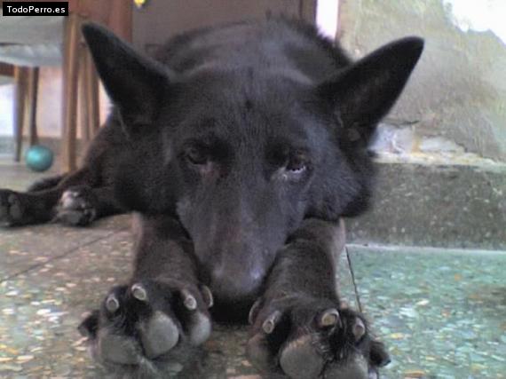 Foto del perro Lola