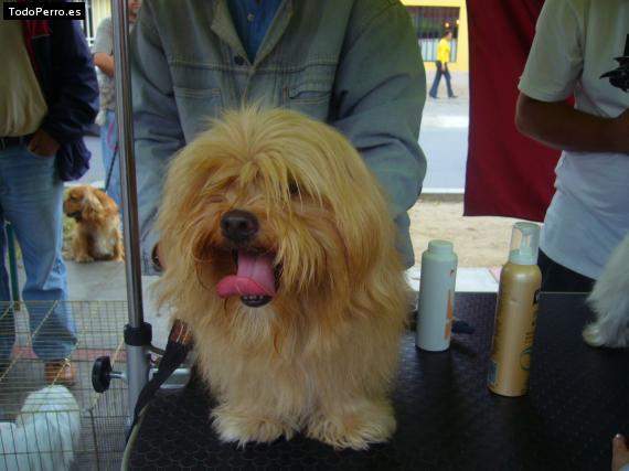 Foto del perro Horacio