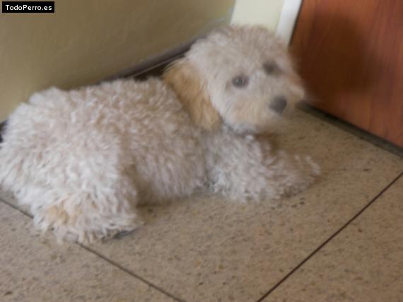 Foto del perro Timmy