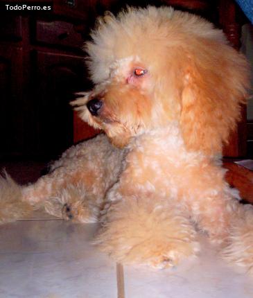 Foto del perro Coky