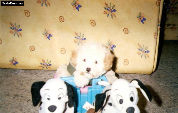 Foto del perro Peluza