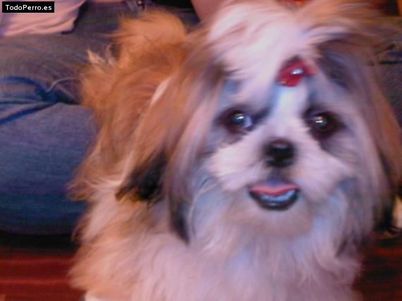 Foto del perro Sabina