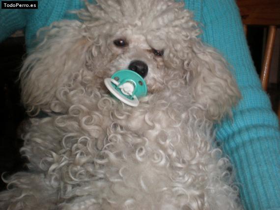 Foto del perro Campanita