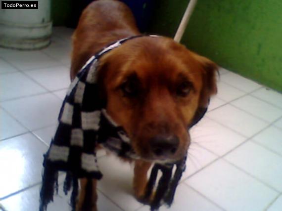 Foto del perro Simba