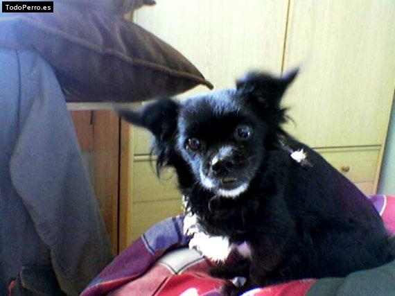 La foto del perro Chispa Foto del perro Chispa