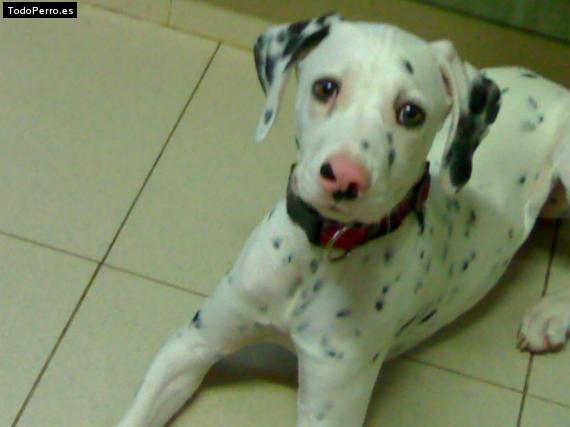 Foto del perro Chester