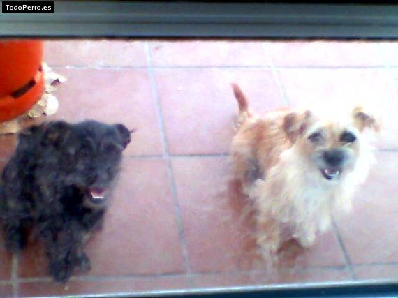 Foto del perro Chiki y bolita