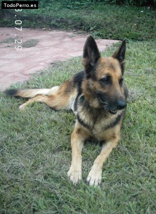 Foto del perro Reina