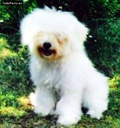 La foto del perro Chispa Foto del perro Chispa