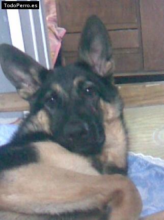 Foto del perro Tabatta