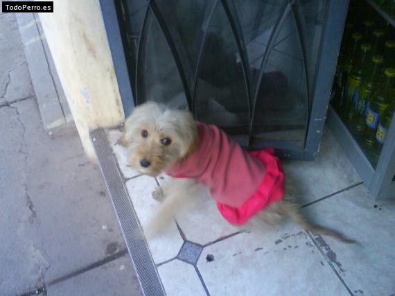 Foto del perro Caramelo