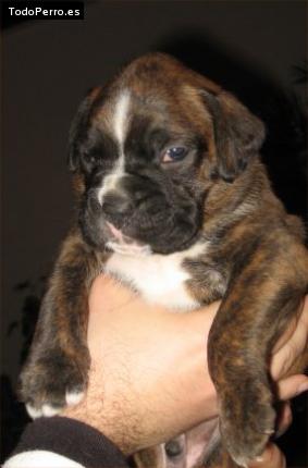 Foto del perro Horus