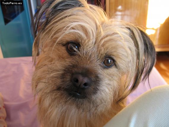 La foto del perro Chimpi Foto del perro Chimpi