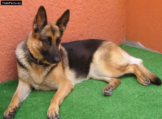 Foto del perro Jossy