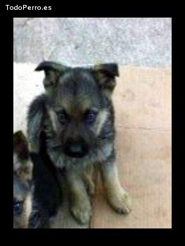 Foto del perro Saimon