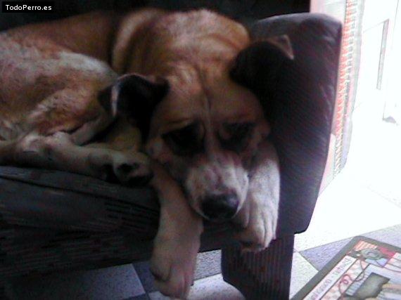 Foto del perro Samy