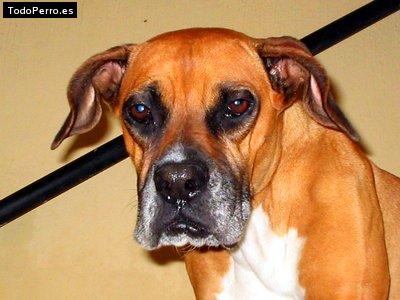 Foto del perro Boxy