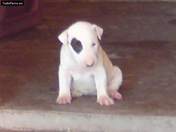 Foto del perro Sheena