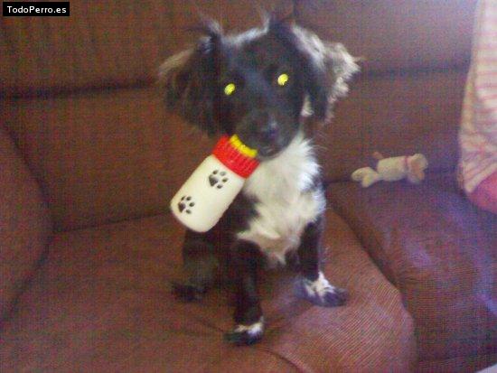Foto del perro Cuky