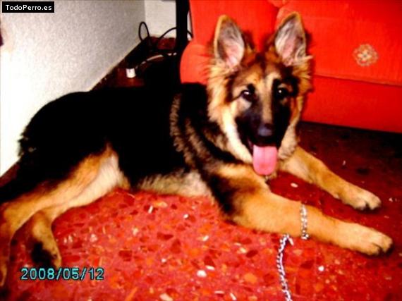 Foto del perro Tuka