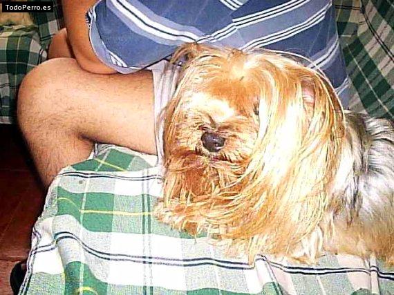 Foto del perro Nano