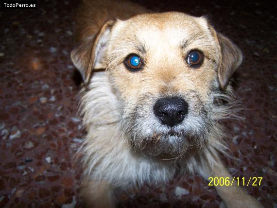 Foto del perro Trus