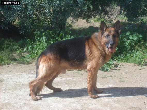 Foto del perro Erok
