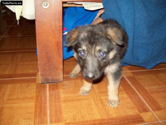 Foto del perro Camba