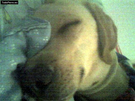 La foto del perro Calvin Foto del perro Calvin