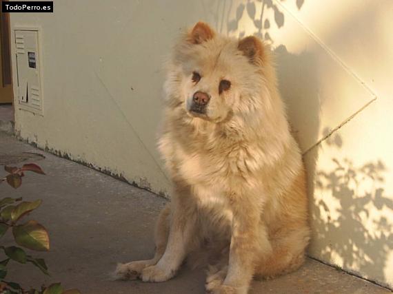 Foto del perro Motas