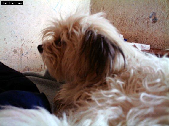 Foto del perro Mimi