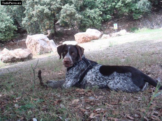 Foto del perro Yuka